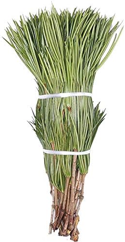 高野槇 コウヤマキ 切り枝 40ｃm 20本組み 仏花 アレンジ用 高野山の霊木 仏壇 お供え