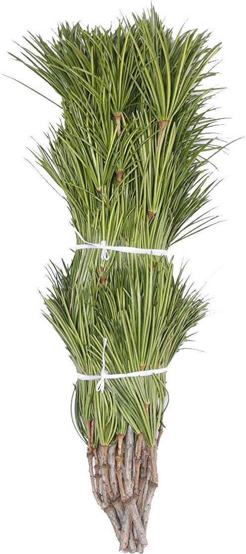 高野槇 コウヤマキ 切り枝 60cm 10本組 仏花用 高野山の霊木 仏壇 お供え 生け花 フラワーアレンジメント