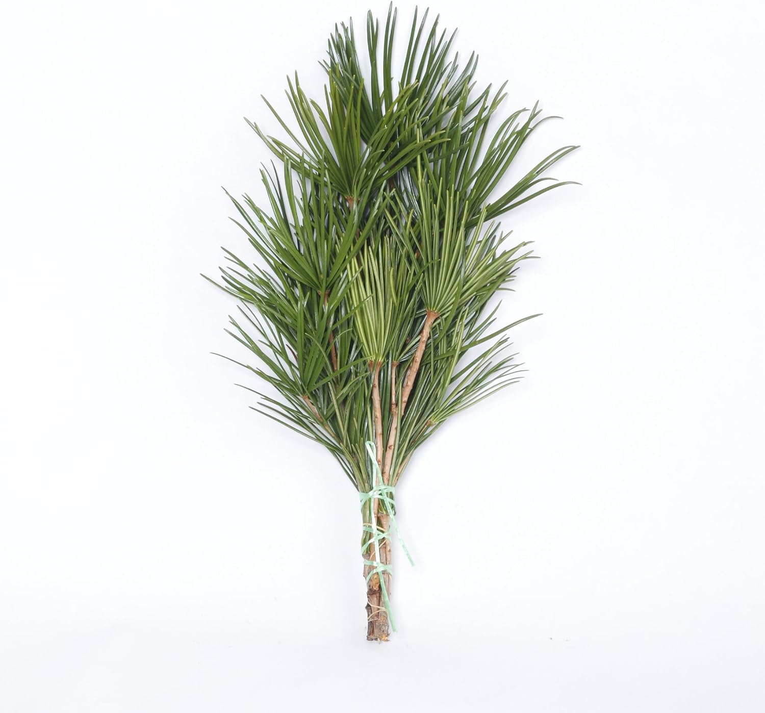 高野槇 コウヤマキ 仏花の花台 50cm 高野山の霊木 墓花用 お供え 墓前 祭壇