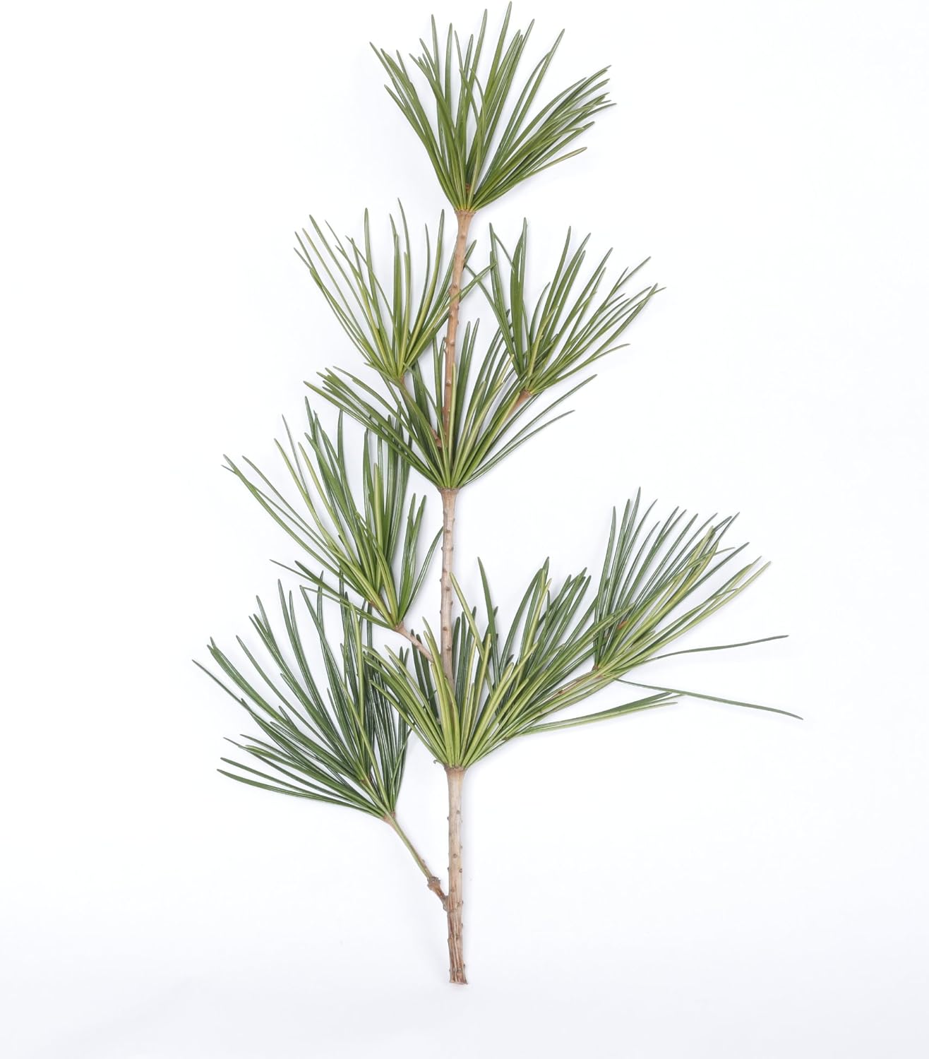 高野槇 コウヤマキ 切り枝 60cm 仏花用 高野山の霊木 仏壇 お供え 生け花 フラワーアレンジメント