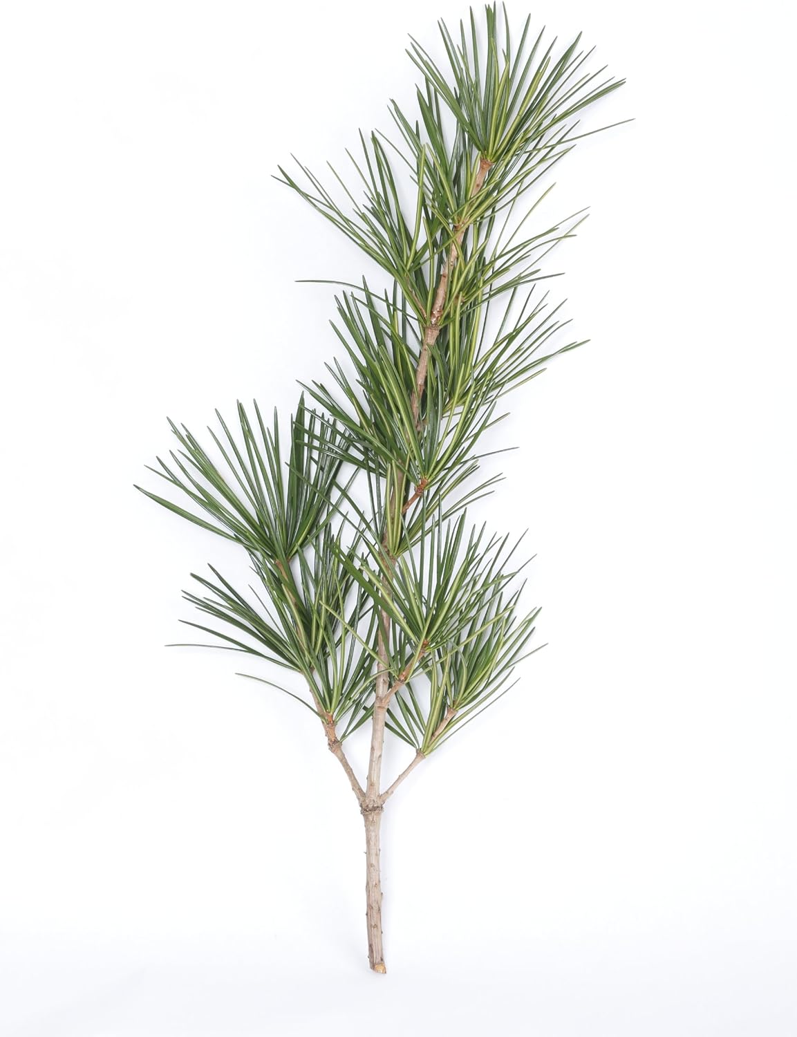 高野槇 コウヤマキ 切枝 70cm 仏花 生け花用 高野山の霊木 仏壇 墓前 お供え 生け花 フラワーアレンジメント