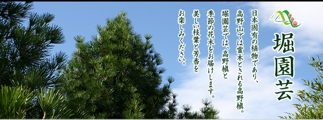 堀園芸 | 日本固有の植物であり、高野山では霊木とされる高野槇。堀園芸では、高野槇と季節の花木をお届けします。美しい枝葉と芳香をお楽しみください。
